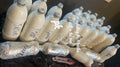 Pressure bottle( plain only )